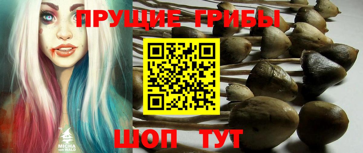 Псилоцибиновые грибы мицелий Касимов